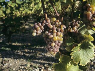 大兴融青生态园葡萄采摘