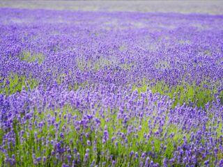 小蚂蚁薰衣草儿童农庄