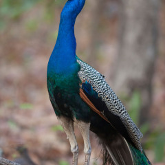 孔雀湖