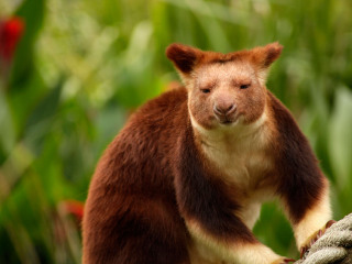 墨尔本皇家动物园