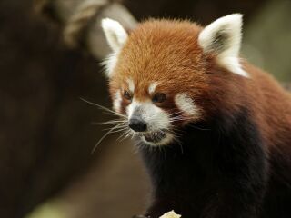 墨尔本皇家动物园