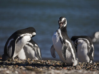 菲力普企鹅自然保护区