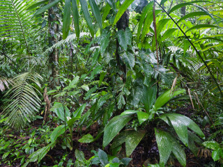 西双版纳雨林谷
