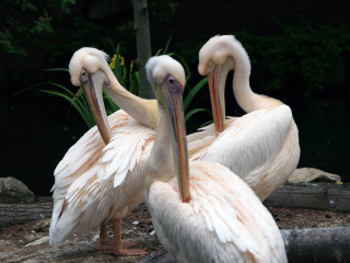 大连森林动物园