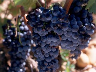 基安蒂葡萄酒产区