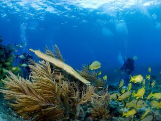 德贝潜水水上运动中心