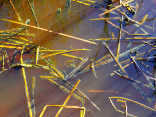 浐灞国家湿地公园