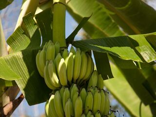 黄金海岸热带水果世界
