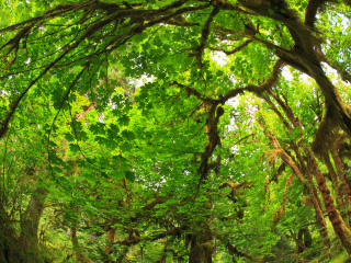 穆尔森林国家公园