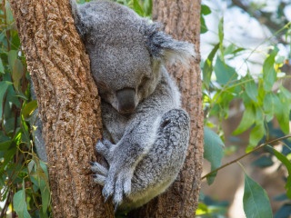龙柏考拉保护区