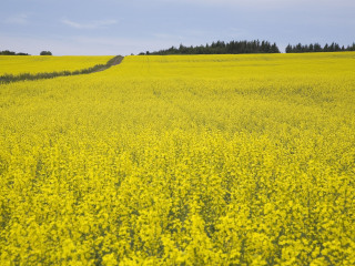 南川北固油菜花基地