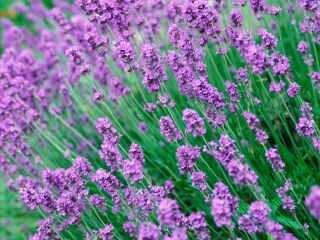 紫云花汐薰衣草花园