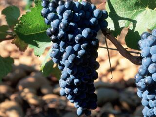 基安蒂葡萄酒产区