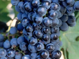 基安蒂葡萄酒产区