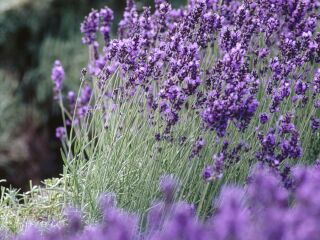 紫海香堤香草乐园