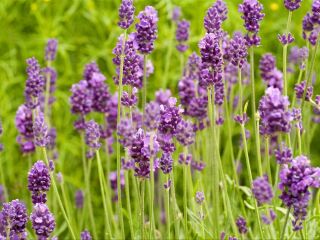 紫海香堤香草乐园