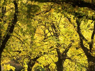 墨尔本皇家植物园