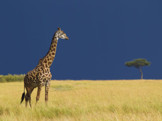 秦岭野生动物园