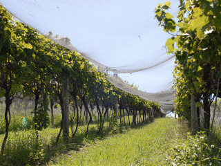葡萄园