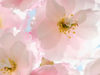 天适樱花悠乐园