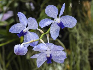 重庆兰花科技园