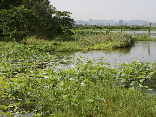 哈尔滨白渔泡国家湿地公园