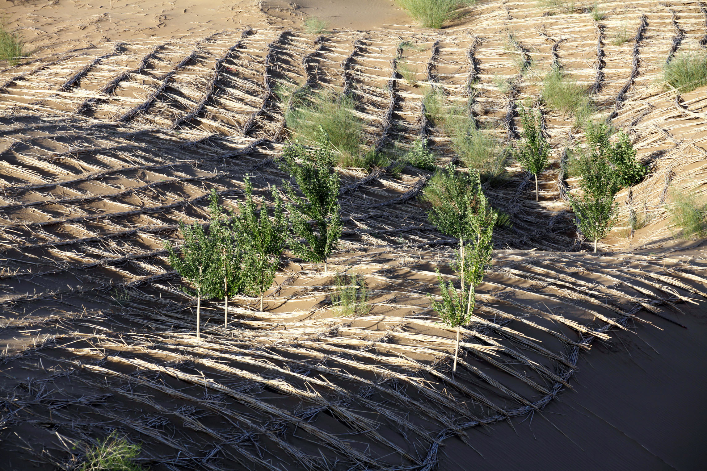  呼和浩特包车一日游库布齐沙漠包车一日游>包车纯玩无购物  一价全含