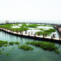 北海红树林