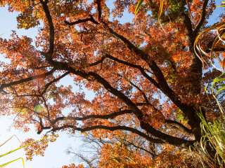 金龙山国家森林公园
