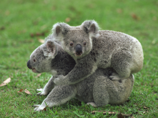 凯恩斯野生动物聚栖地