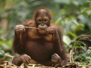 墨尔本皇家动物园