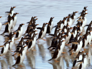 菲力普企鹅自然保护区