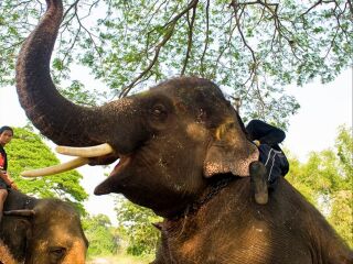 三攀大象鳄鱼表演园