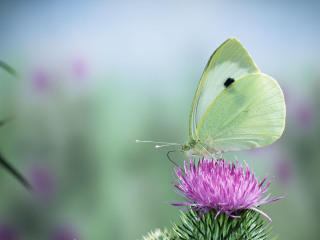 昆明世界蝴蝶生态园