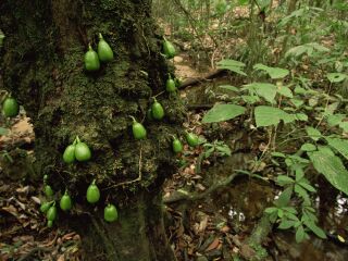 玛依谷地自然保护区