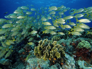 海底珊瑚自然保护区