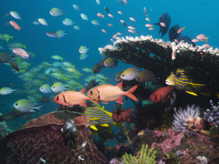 海底珊瑚自然保护区