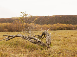 御道口草原森林