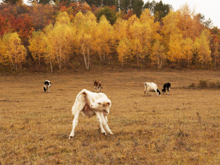 御道口草原森林