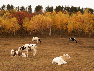 御道口草原森林