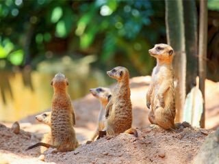 香江野生动物世界