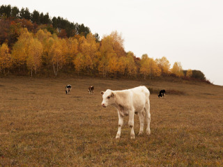 御道口草原森林