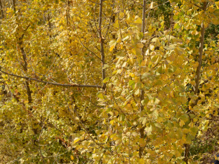 海洋银杏林田园风光