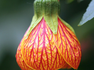 北京世界花卉大观园