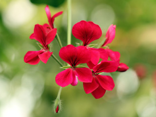 北京世界花卉大观园