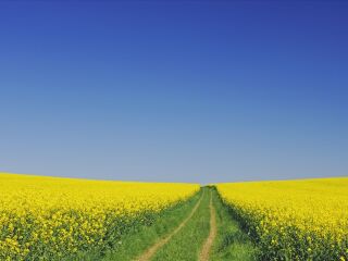 南川北固油菜花基地