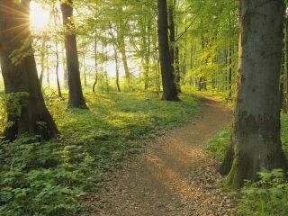 穆尔森林国家公园