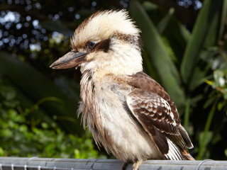 翎羽谷野生动物园