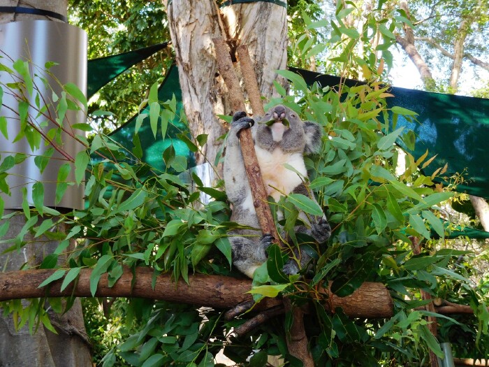 这只考拉在吃桉树叶.