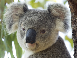 龙柏考拉保护区